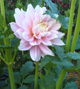 Dahlia